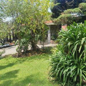 einen Hof mit grünen Pflanzen und einem Haus in der Unterkunft cozy mini loft near COLMEX FLACSO in Mexiko-Stadt