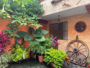 a house with plants and a wheel in front of it at Flor de Cera in Tepoztlán