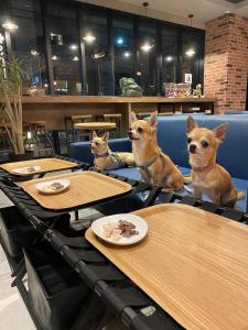 Domácí mazlíčci ubytovaní s hosty v ubytování ICI HOTEL Asakusabashi