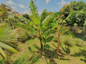 Giardino di Kozycoco - Suite Kozy - séjour tropical au calme