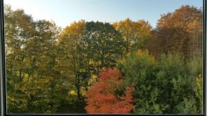 un grupo de árboles con hojas coloridas en HomeSweetHome near Uni with WiFi Parking Balcony, en Kassel