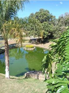 un estanque con una palmera en un parque en Flat encantador localizado no melhor de Serra Negra - SP en Serra Negra