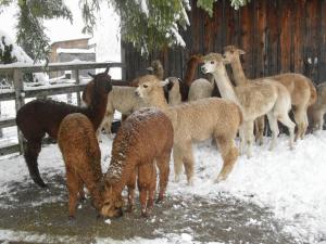 Altri animali domestici presso l'affittacamere o nei dintorni
