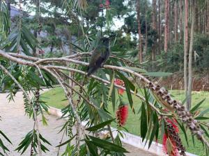 a bird perched on top of a tree branch at Flor de Café Pousada in Pedra Menina