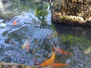 eine Gruppe von Drachen, die in einem Teich schwimmen in der Unterkunft Charmosa casa com churrasq na praia de Camburi in São Sebastião