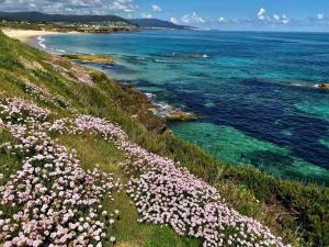 a bunch of flowers on a hill next to the ocean at Playa de Llas in Foz