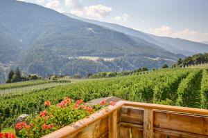 a view of a vineyard with mountains in the background at Residence Schiestlhof in Natz-Schabs