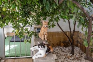 two cats are sitting on the steps under a tree at Close to airport, double bedroom, sofa-bed, private bathroom for adults and children aged 10 and over ONLY in Gudja