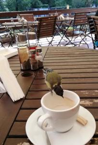 a bird perched on a cup of coffee on a table at Семеен хотел Федора in Ribarica