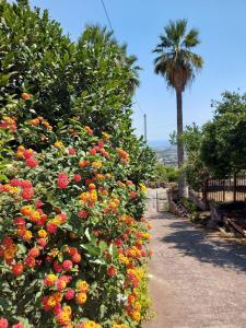 un giardino di fiori con una palma sullo sfondo di CASA DELLE PALME GIARRE SICILIA A 3 KM DAL MARE a Giarre