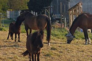 een groep paarden die in een veld grazen bij Séjour à la campagne in Placy
