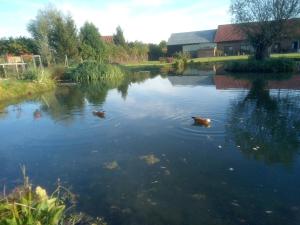 two ducks swimming in a pond in front of a building at Gite esprit loft in Fromelles