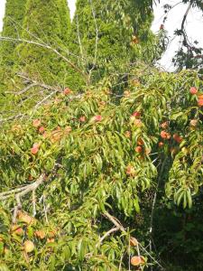 Galeriebild der Unterkunft 834 Happy Home -Peaceful Private RMs with Laundry in Chicago Heights + 27 Fotos