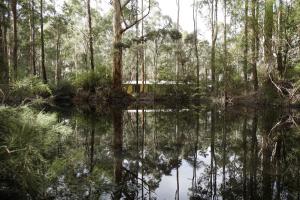 a wetland with trees and reflections in the water at Karriwood Cottage in Pemberton