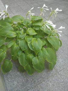 Vonkajšia záhrada v ubytovaní Botanical garden