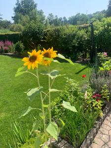 A garden outside Gästehaus Am Radweg