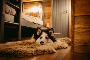 a husky dog laying on a rug on the floor at Llechwedd Glamping in Blaenau-Ffestiniog