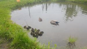 um grupo de patos a nadar num lago em Ferienwohnung auf dem Bauernhof em Grossräschen
