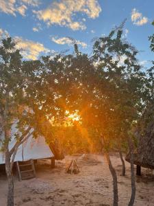 Cabana Camping Jalapão في São Félix: شجرة تشرق من خلالها الشمس
