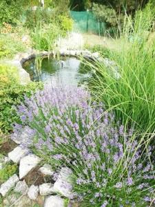 un jardín con un estanque y algunas flores púrpuras en SUNFISH Apartman, en Balatonszárszó