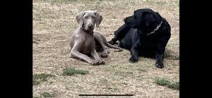 dos perros sentados en el césped en un campo en Le Mas d'Hermès, en Plan-dʼOrgon