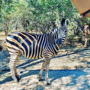 a zebra standing on a brick path with a giraffe at Luvivane Luxury Villa in Marloth Park