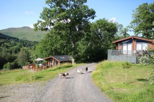 ein paar Kühe, die einen Feldweg entlanggehen in der Unterkunft Balquhidder Braes Holiday Park Lodges, mostly with Hot Tubs and pet friendly, EV facilities in Lochearnhead