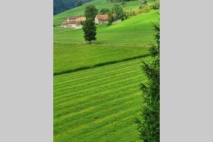 a field of green grass with a house in the background at Schöne 3 1/2 Zimmer Wohnung in der Zentralschweiz in Menznau