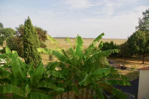 a large green plant with a field in the background at Les trois cèdres in Saint-ouen-dʼAunis +46 photos