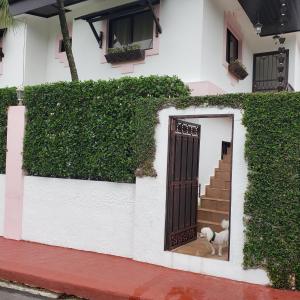 a dog standing at the door of a house at Lovely location , right downtown Puerto Plata in San Felipe de Puerto Plata