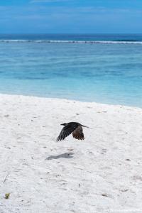 un pájaro volando sobre la arena en una playa en Express Inn at Hulhumale, en Hulhumale