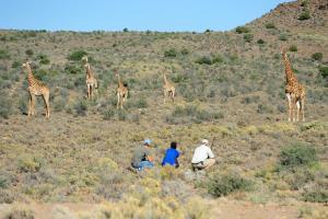 a group of giraffes standing in a field at Sanbona Wildlife Reserve in Barrydale