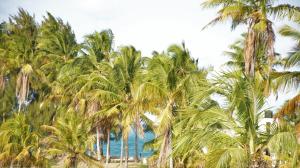 a group of palm trees on a beach with the ocean at Paje Blu Boutique Hotel in Paje