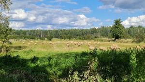 Zdjęcie z galerii obiektu PanAnn Organic Farm w mieście Narewka