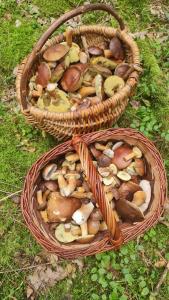 Zdjęcie z galerii obiektu PanAnn Organic Farm w mieście Narewka