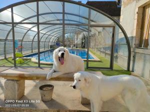 two white dogs sitting on a bench next to a pool at mon château en Berry in Les Aix-dʼAngillon