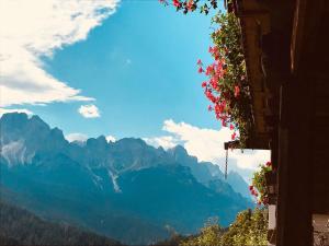 a view of a mountain range with flowers at Maso Drigo in San Niccolò Comèlico