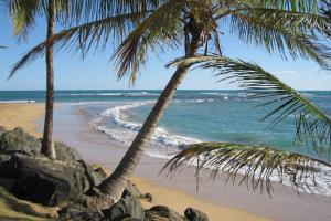 zwei Palmen am Strand mit dem Meer in der Unterkunft Comfortable and Affordable Deal Close to Beach and Rainforest in Rio Grande