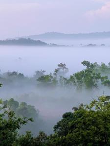 a foggy forest with trees in the middle of it at Jade Hills Coorg in Madikeri