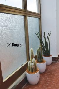 een groep cactussen voor een venster bij Le case di Rachele - Ca' Lorenzo e Ca' Raquel in Venetië