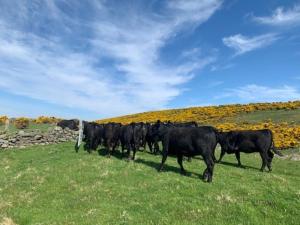 Gallery image of Traditional bothy accommodation in Blairgowrie