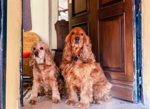 due cani seduti davanti a una porta di La Casa di Nina a Napoli