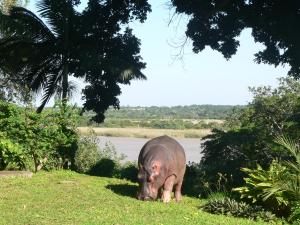 un cerdo parado en la hierba cerca de un cuerpo de agua en 6 Fish Eagles, en St Lucia