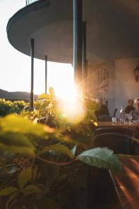 a view of the sun shining in a restaurant with plants at Leutesdorfer Hof in Leutesdorf