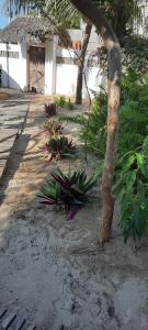een palmboom aan de kant van een onverharde weg bij Pousada Lotus in Prea