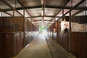 Altri animali domestici presso l'ostello o nei dintorni