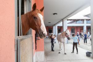 Altri animali domestici presso l'ostello o nei dintorni