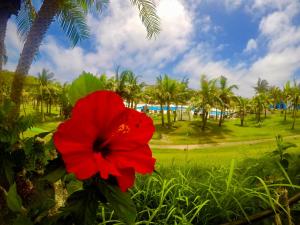 eine rote Blume vor einem Park mit Palmen in der Unterkunft Kanucha Bay Hotel & Villas in Nago