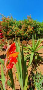 a red flower in front of some plants at Hakuna matata in Benagil