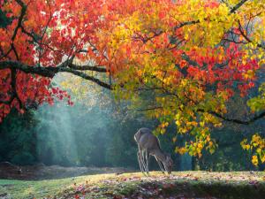 a bird standing in a field under a tree at APA Hotel Kintetsu Nara Ekimae in Nara